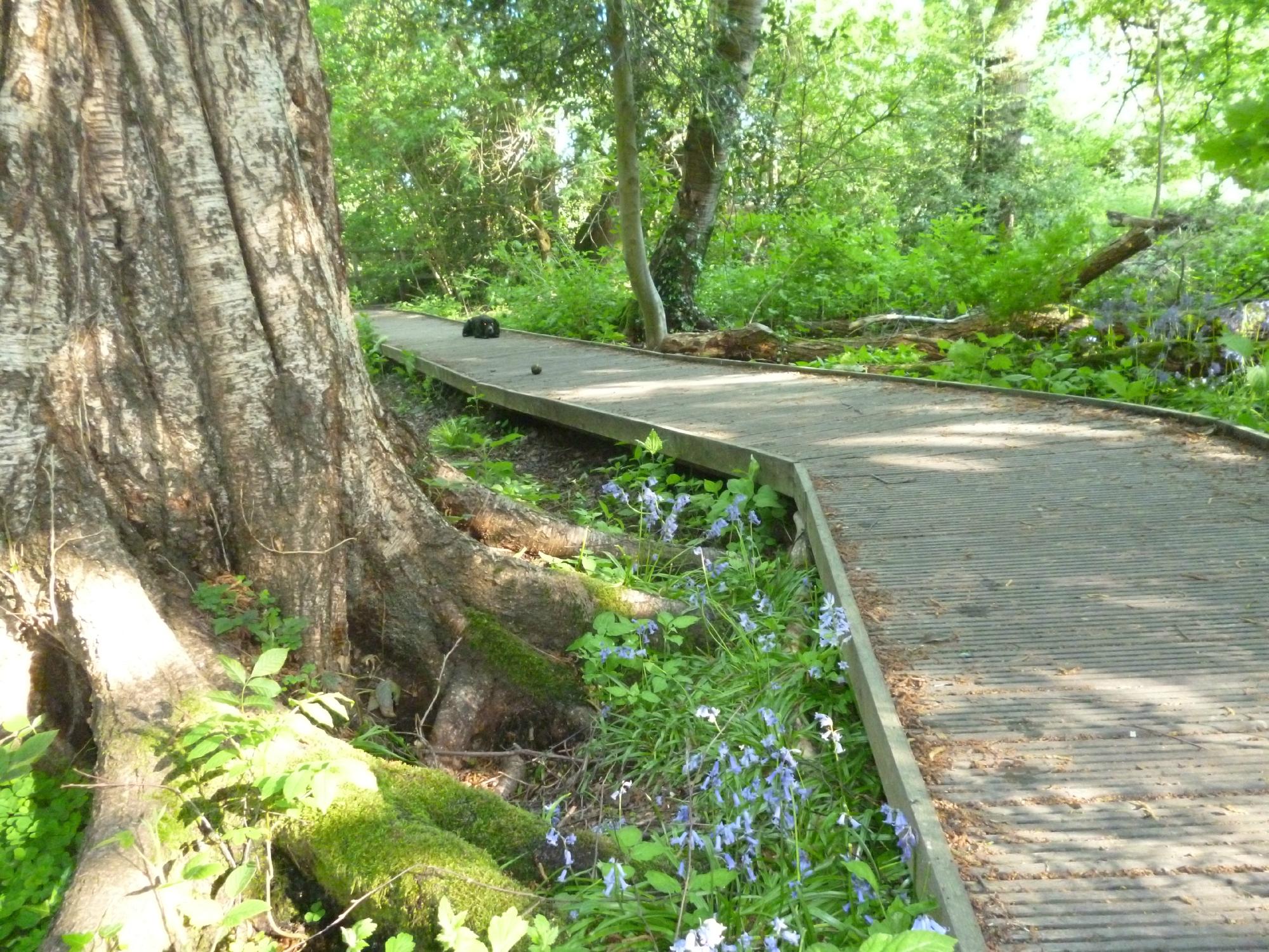 Moseley bog  birmingham